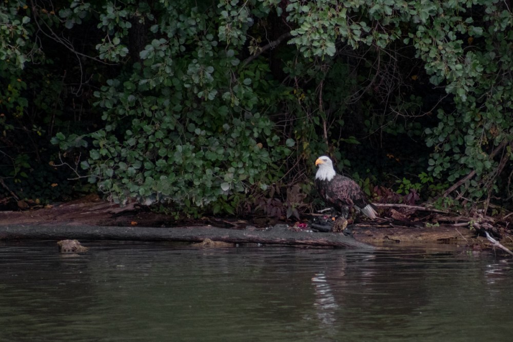 bald eagle sitting on top of a river