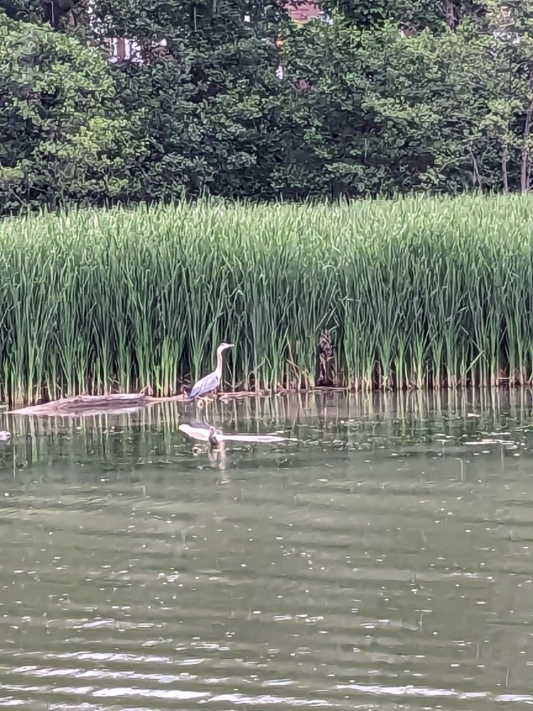 a flock of seagulls standing next to a body of water