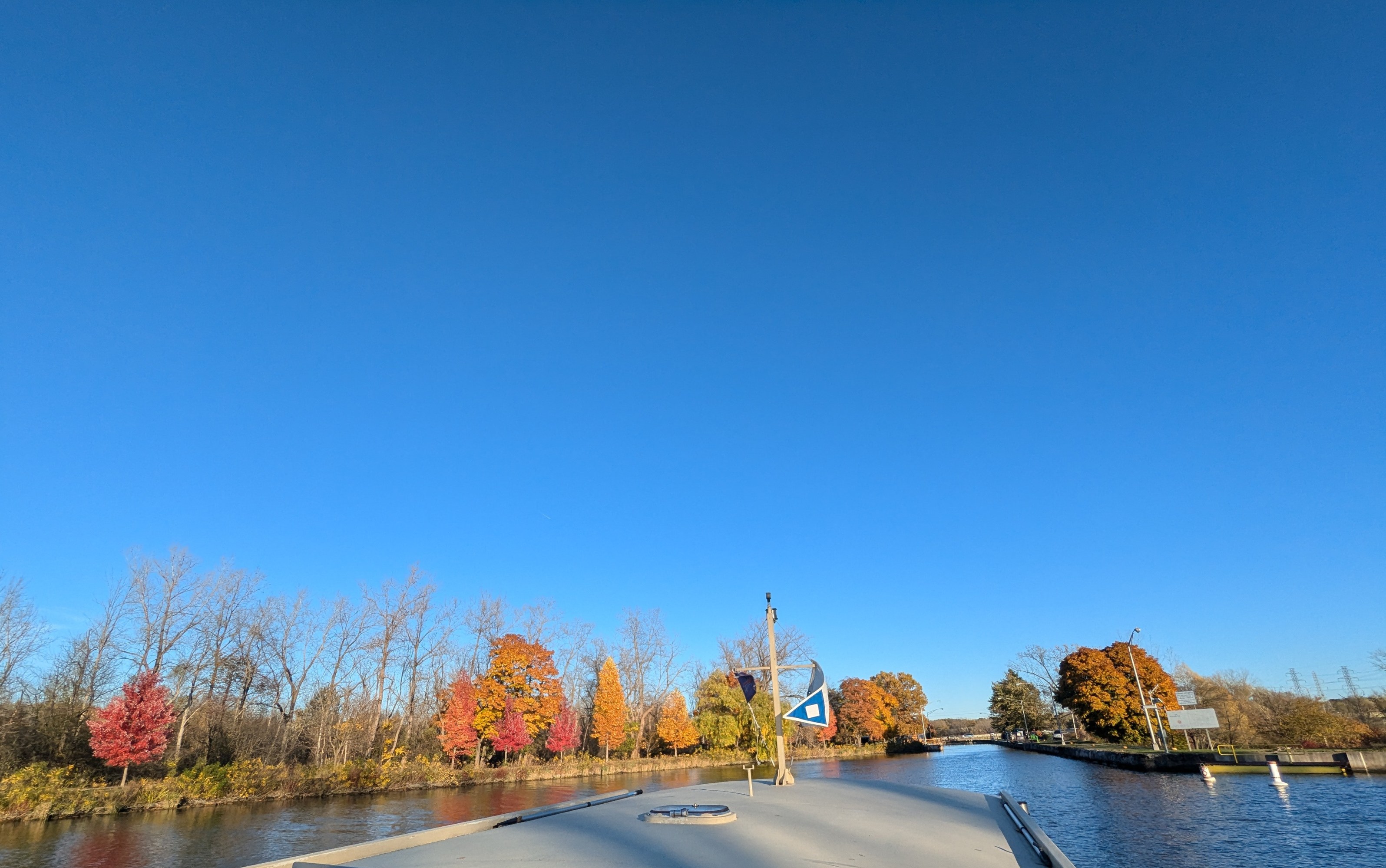 a close up of a tree